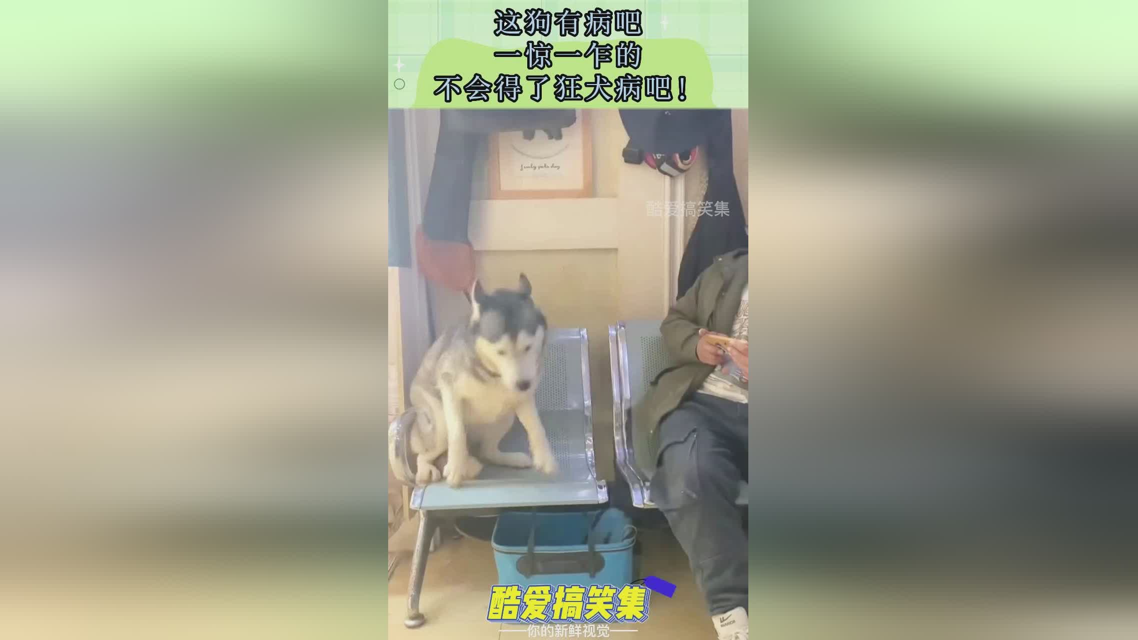 「狗咬狗」(狗咬狗被咬的狗会不会得狂犬病)